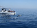 Attività di Citizen Science svolte dalla Jonian Dolphin Conservation nel Golfo di Taranto.jpg