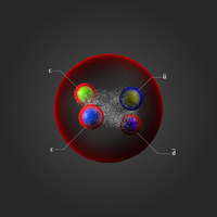 Scoperto da LHCb un nuovo stato fondamentale di aggregazione della materia: il tetraquark Tcc+