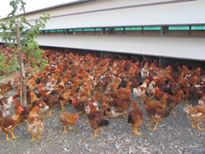 L'azienda è specializzata nell'allevamento a terra dei polli da carne